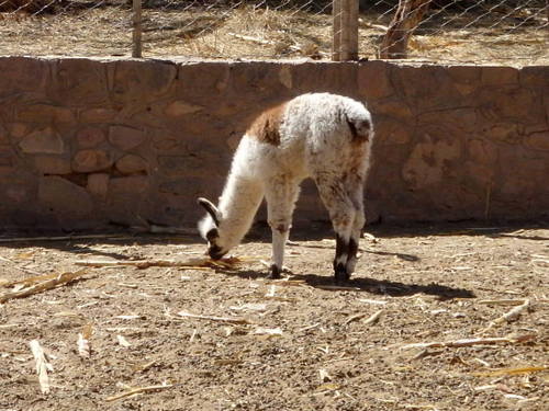 Baby Lama.